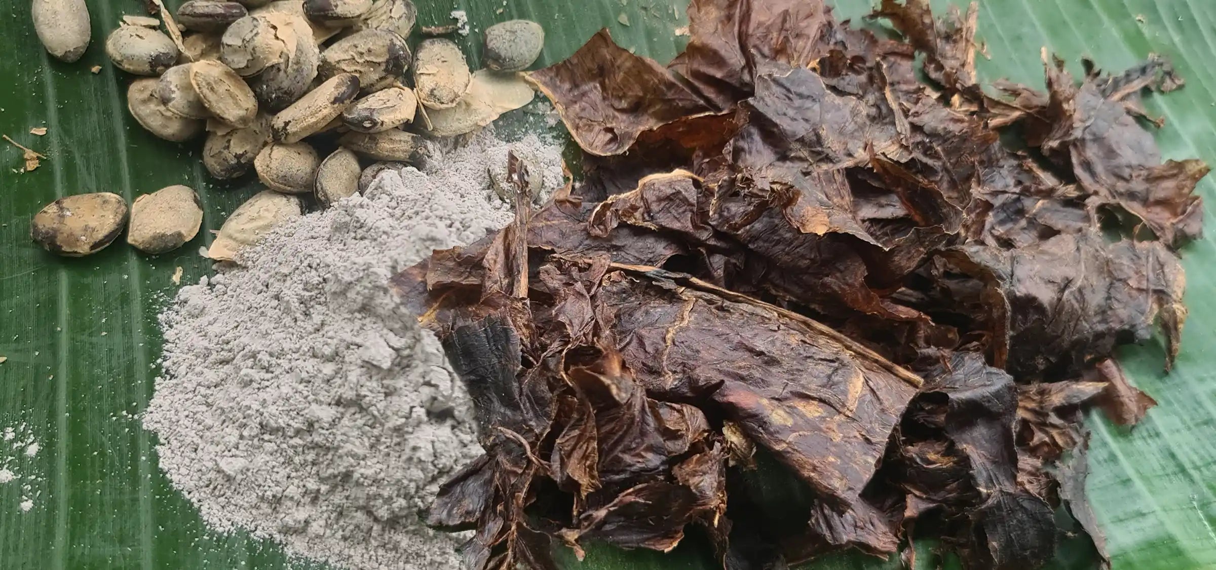 Hapé Medicine - Sacred tobacco, ash and cumaru seeds